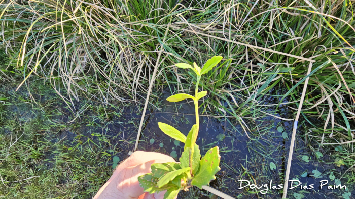 Enydra anagallis