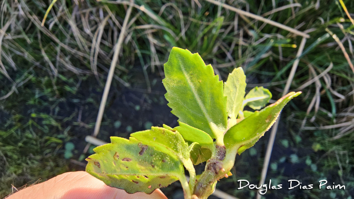 Enydra anagallis