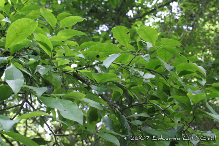 Achatocarpus praecox