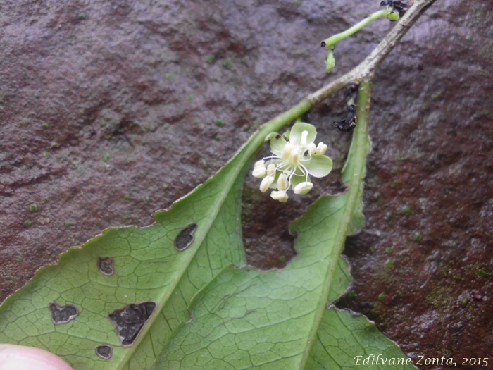 Achatocarpus praecox
