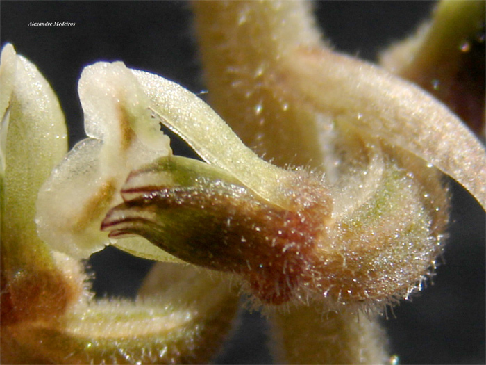 Cyclopogon polyaden