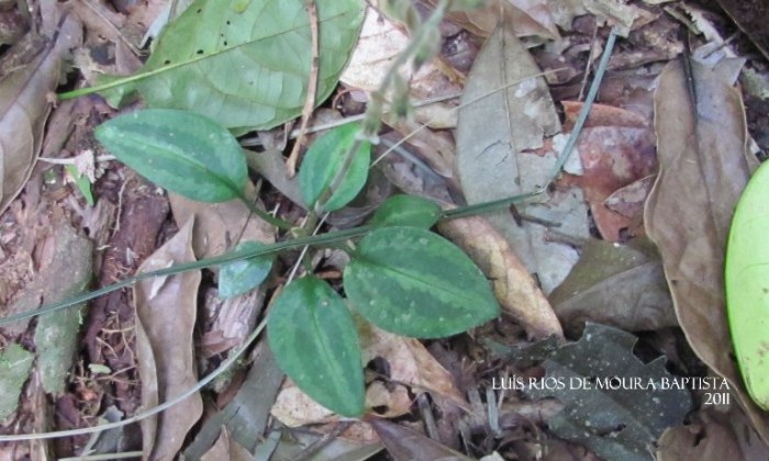 Cyclopogon polyaden
