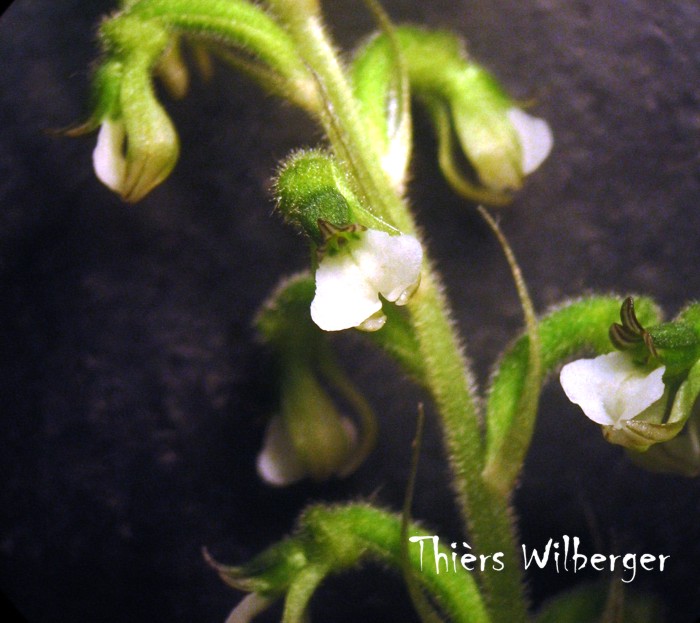 Cyclopogon polyaden