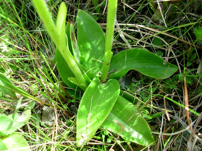 Sarcoglottis uliginosa