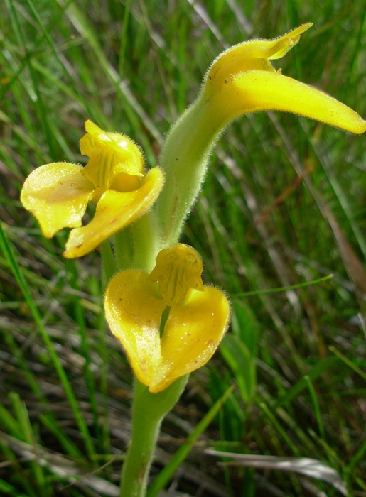 Sarcoglottis uliginosa