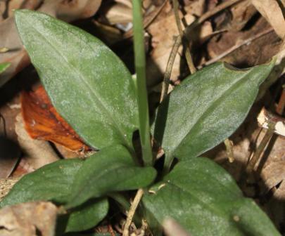 Hapalorchis lineatus