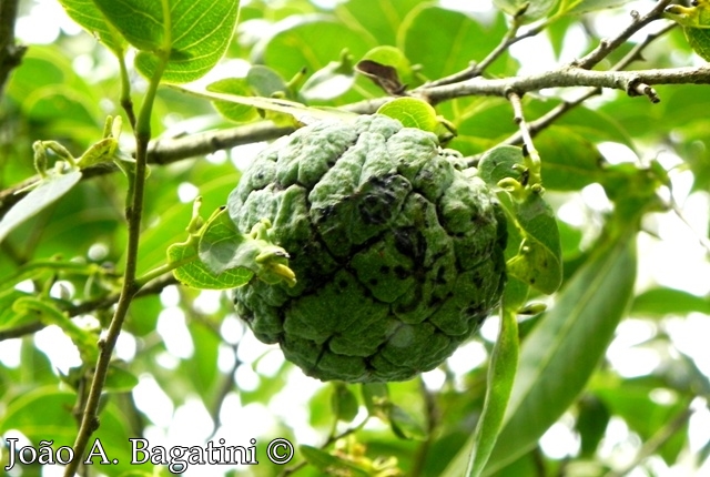 Annona neosalicifolia