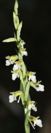 Hapalorchis lineatus