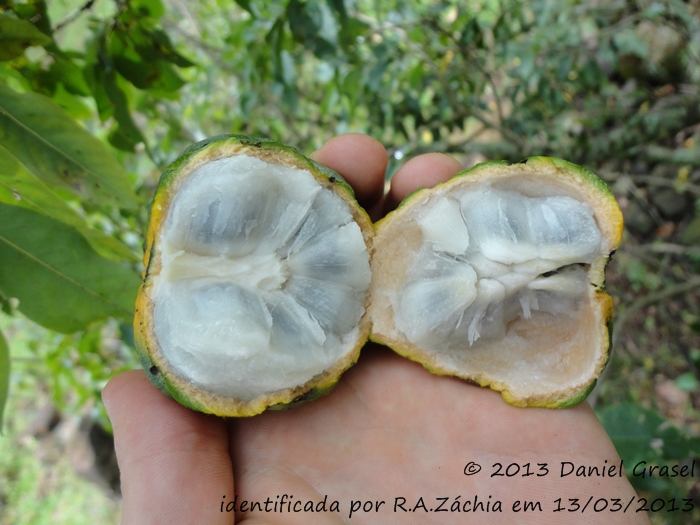 Annona neosalicifolia