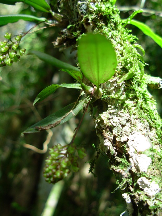 Sanderella riograndensis