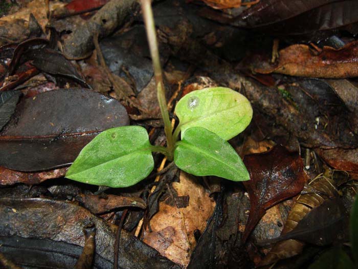 Hapalorchis lineatus