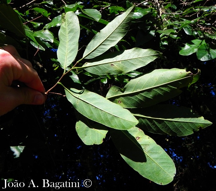 Annona neosalicifolia