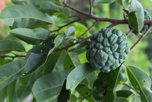 Annona neosalicifolia