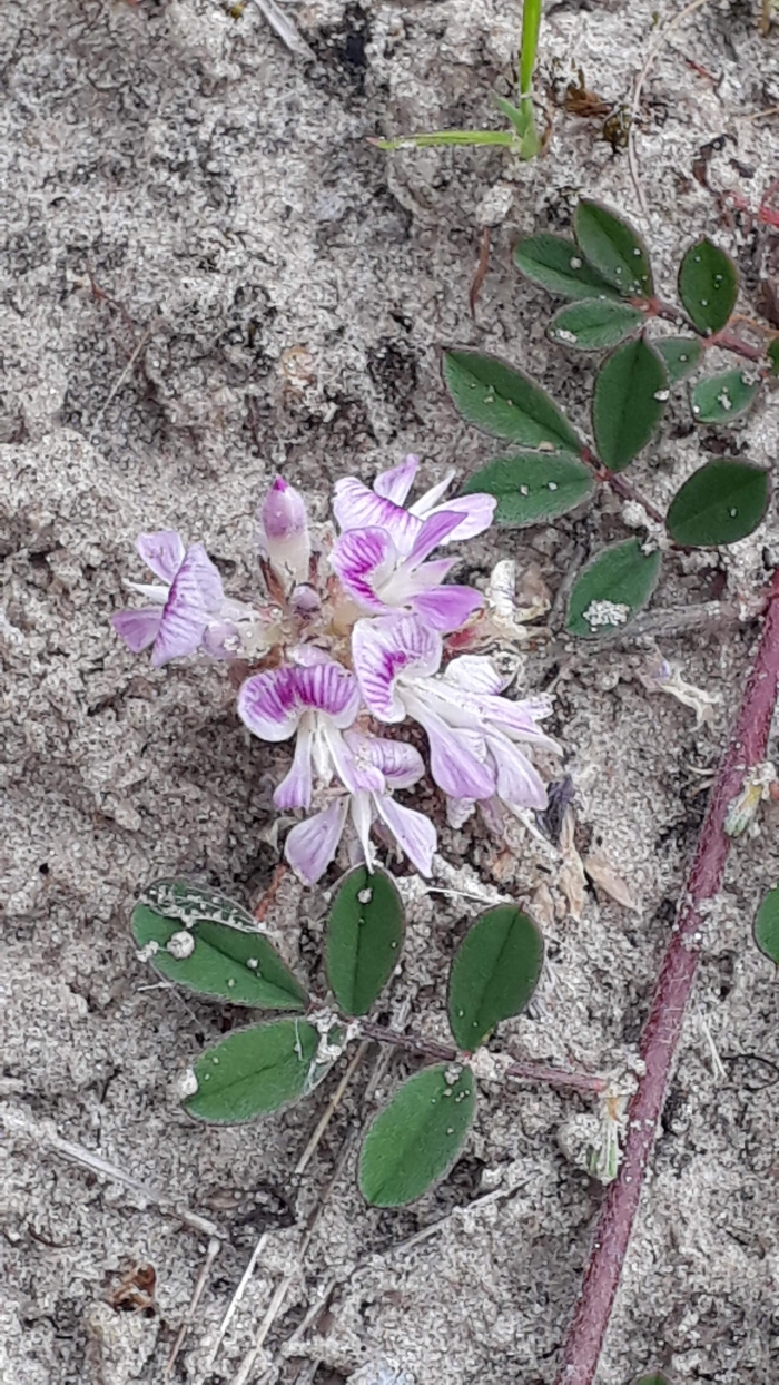 Indigofera sabulicola