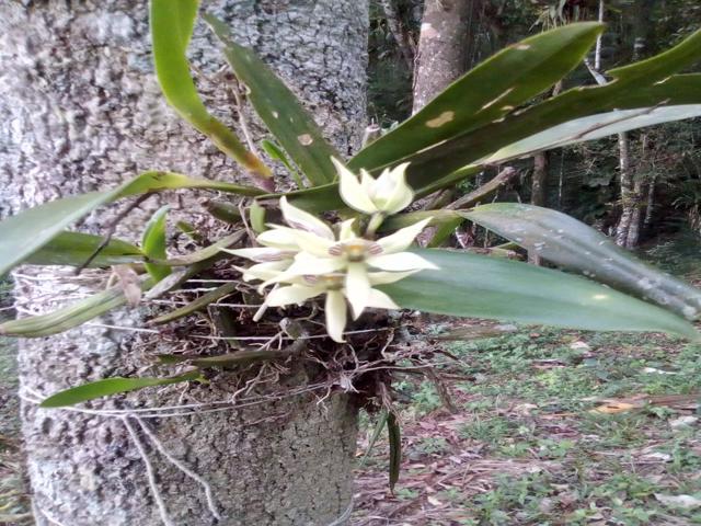 Prosthechea fragrans