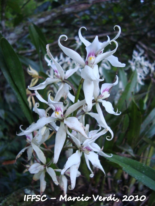 Prosthechea bulbosa