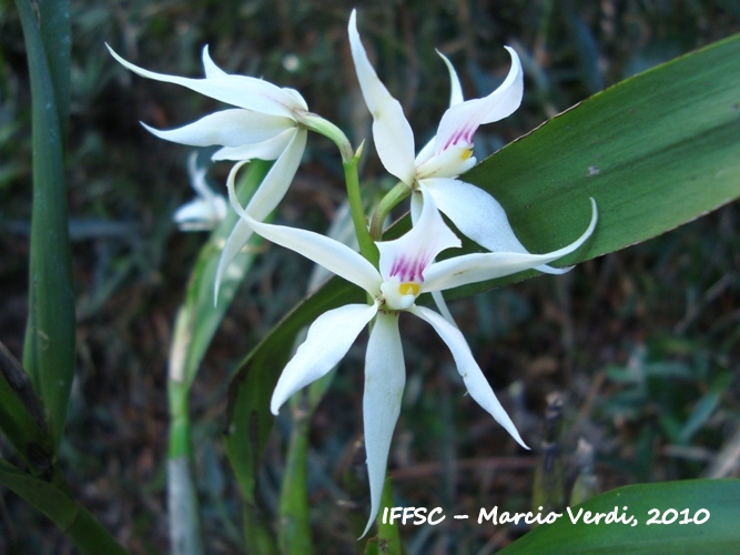 Prosthechea bulbosa