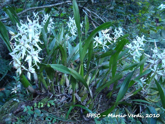 Prosthechea bulbosa