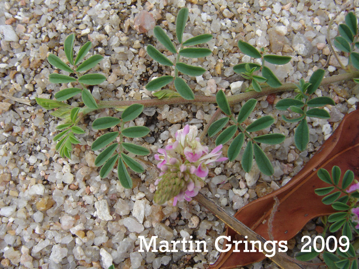 Indigofera sabulicola