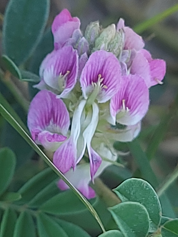 Indigofera sabulicola