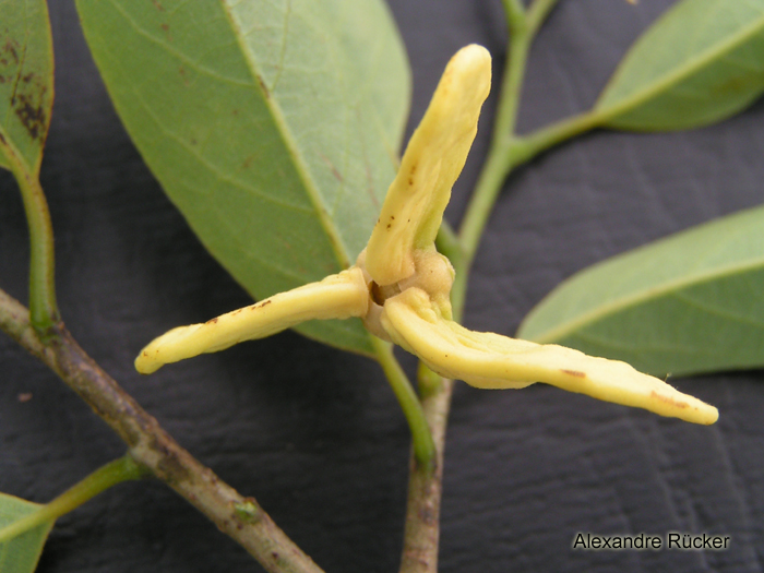 Annona neosalicifolia