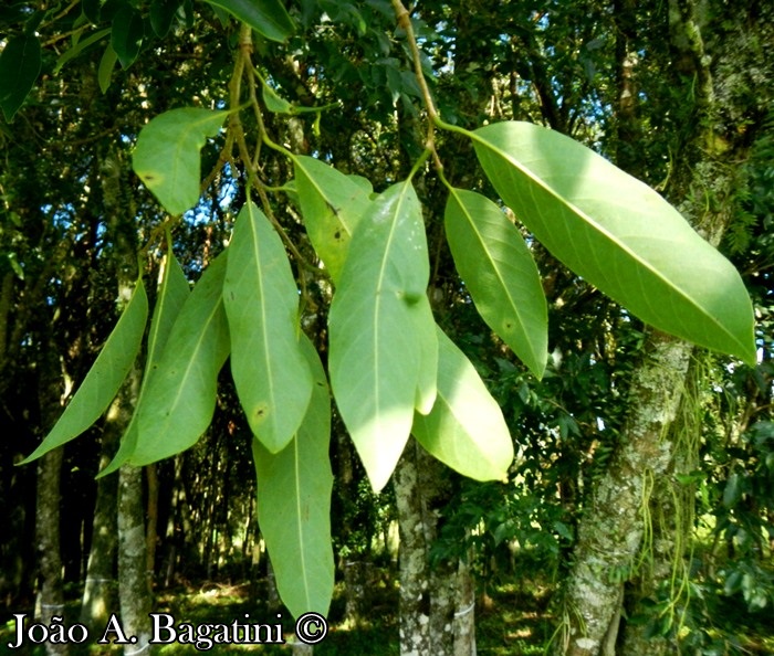 Annona neosalicifolia