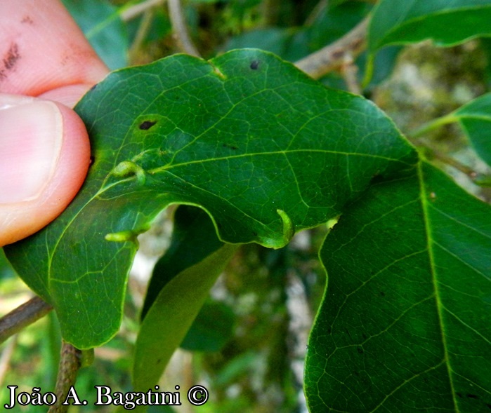 Annona neosalicifolia