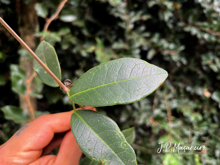 Adenocalymma marginatum