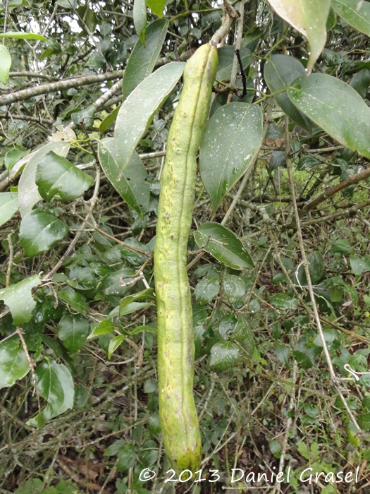 Adenocalymma marginatum