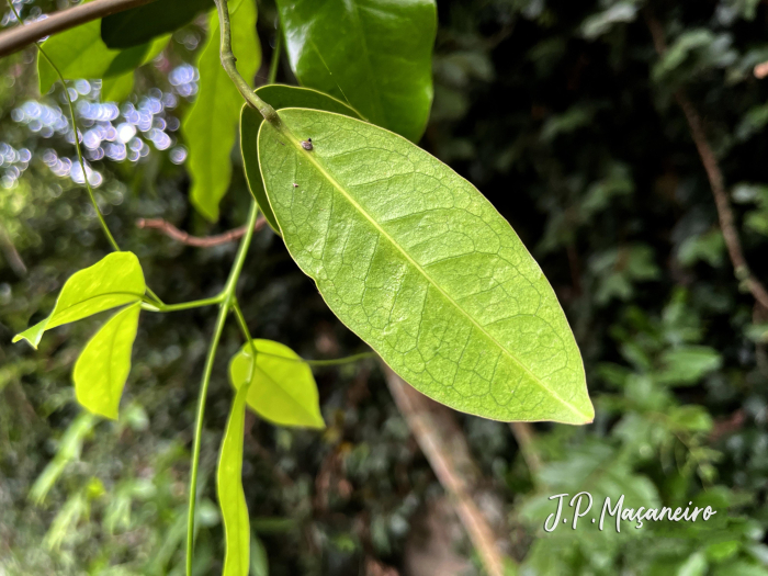 Adenocalymma marginatum