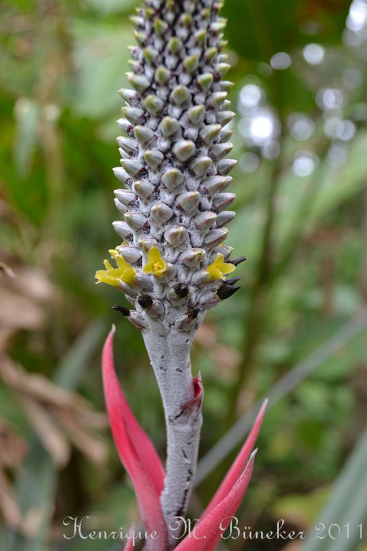 Aechmea bromeliifolia