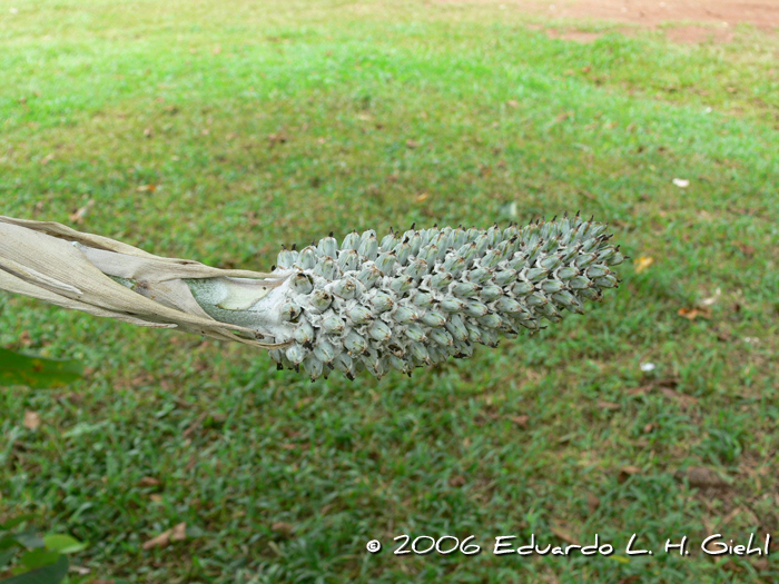 Aechmea bromeliifolia