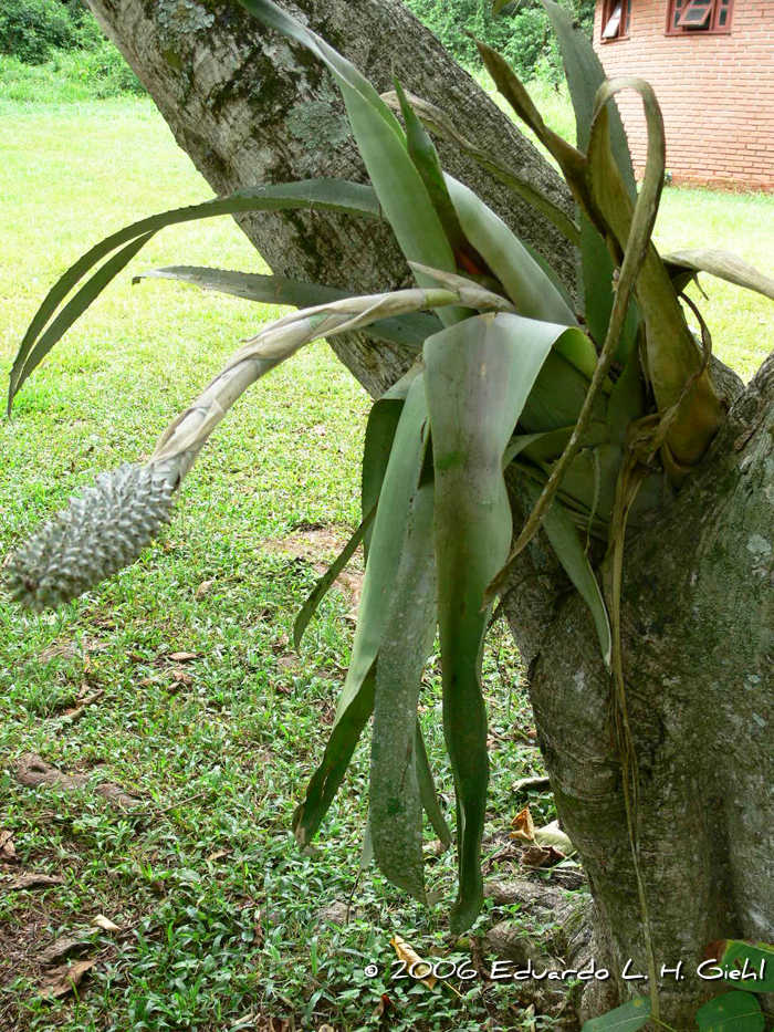 Aechmea bromeliifolia