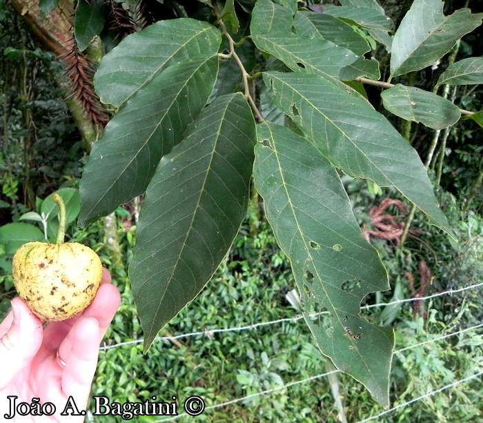 Annona sylvatica