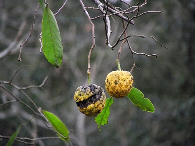 Annona sylvatica