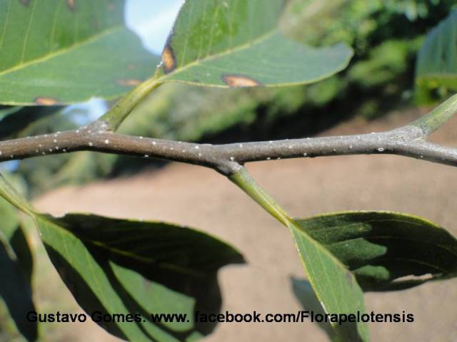 Annona sylvatica