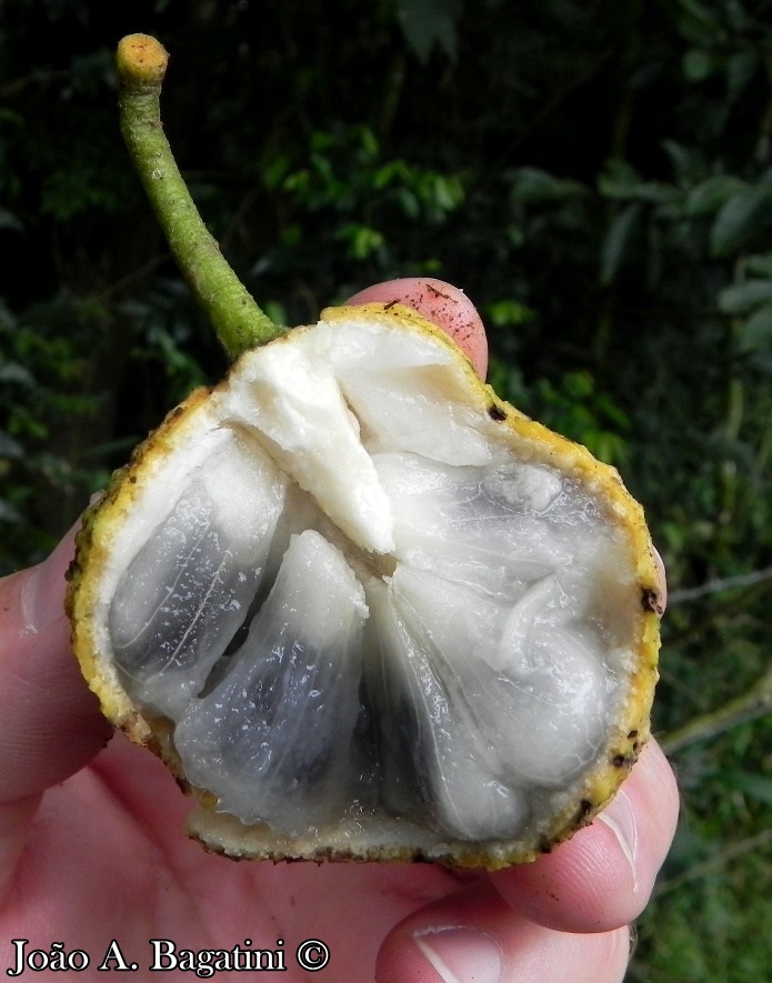 Annona sylvatica