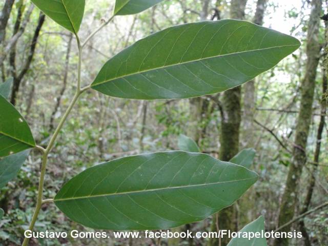 Annona sylvatica