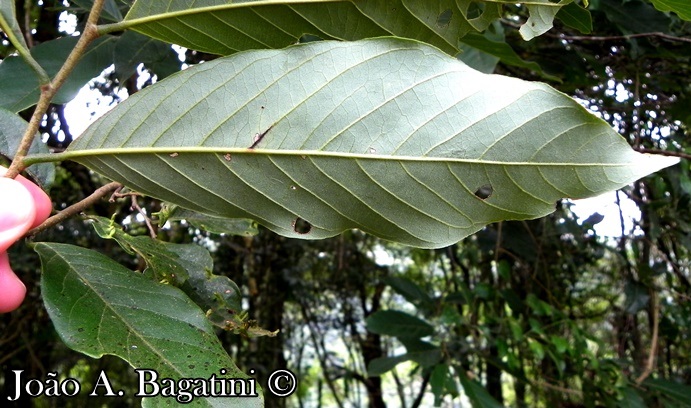 Annona sylvatica