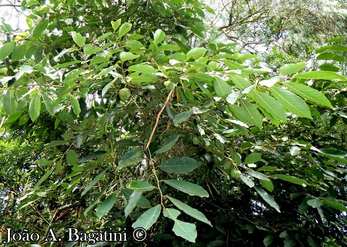 Annona sylvatica