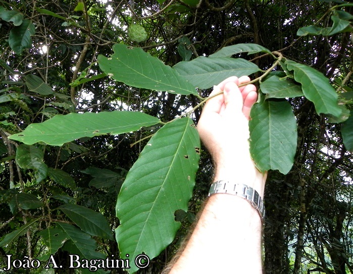 Annona sylvatica