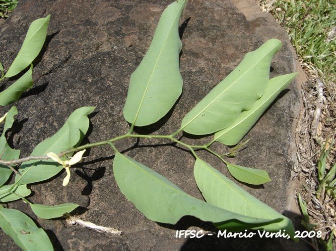 Annona sylvatica