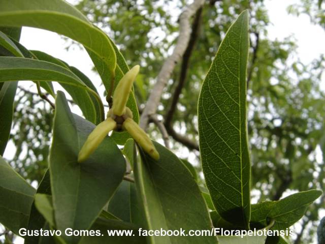 Annona sylvatica