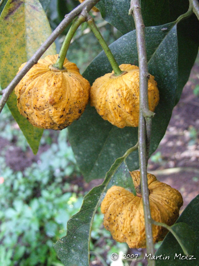 Annona sylvatica