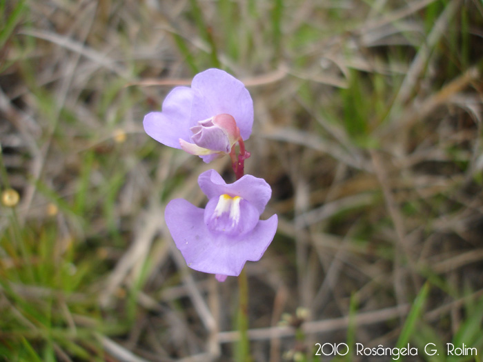 Utricularia tricolor