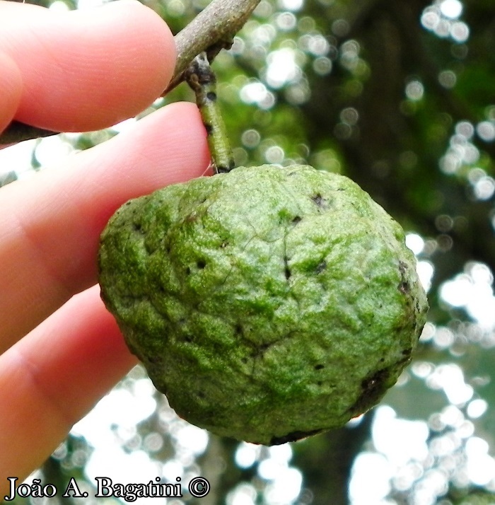 Annona sylvatica