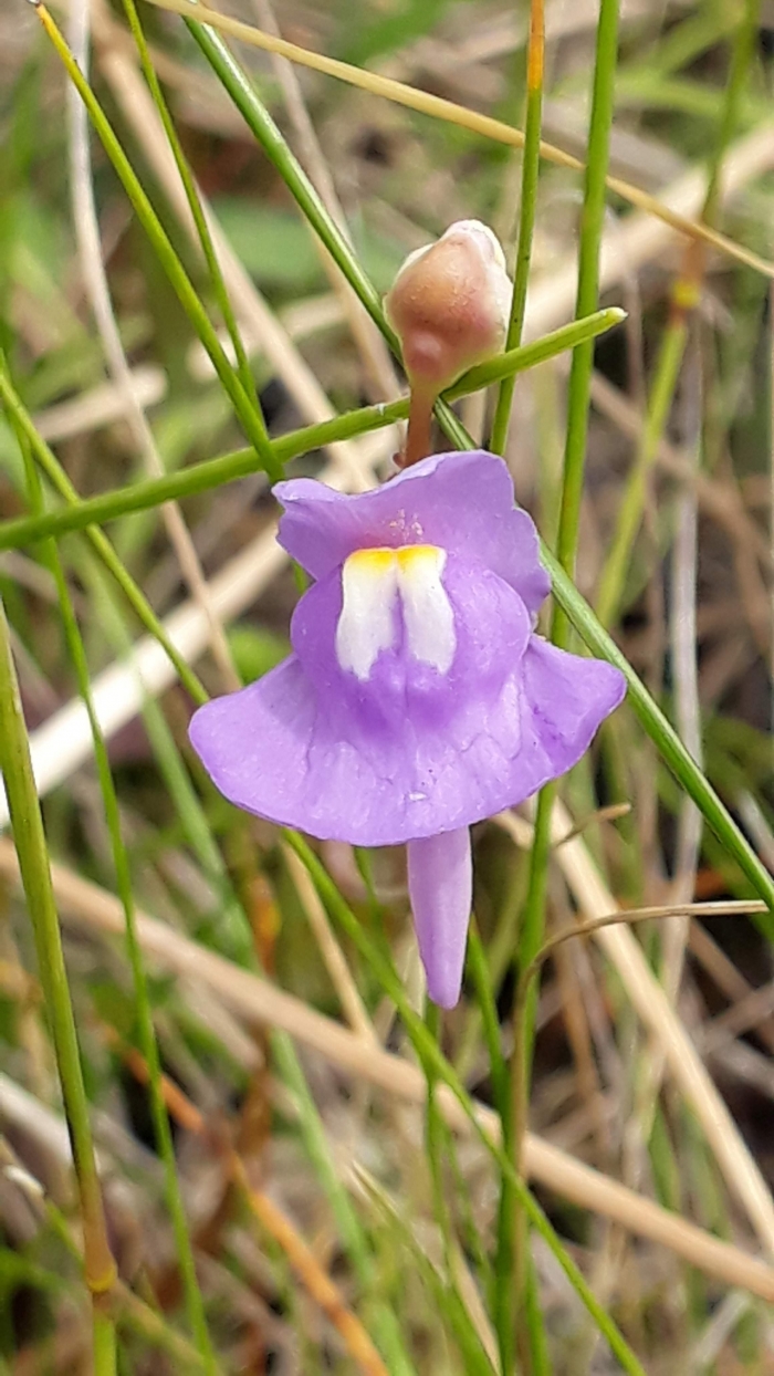 Utricularia tricolor