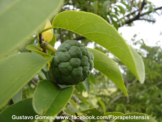 Annona sylvatica