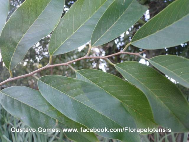 Annona sylvatica