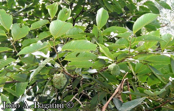 Annona sylvatica